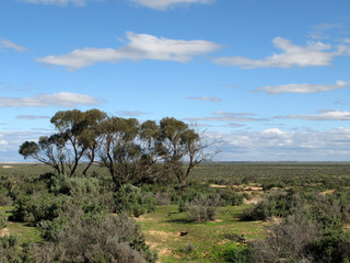 Grassy Plains - Willandra Lakes National Park, UNESCO, Australia