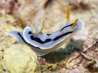 Nudibranch