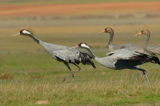 grullas II