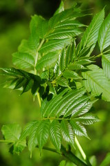 Feuilles de frène,Aisne,Picardie