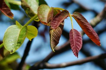 Feuilles de noyer,Aisne,Picardie