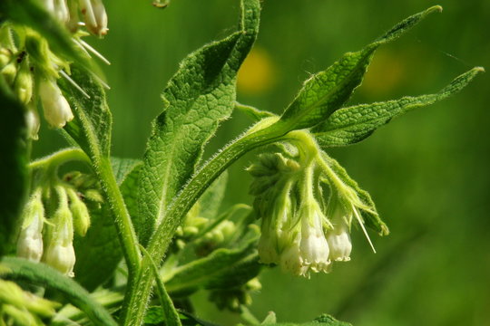 Fleur de consoude