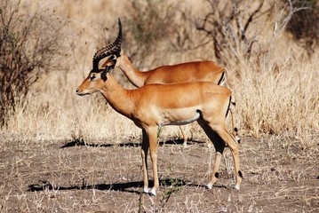 Gazelle africane in prospettiva