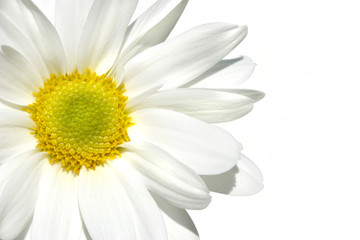 White shasta daisy on white