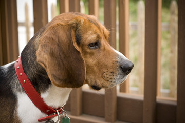 Alert Beagle Pup