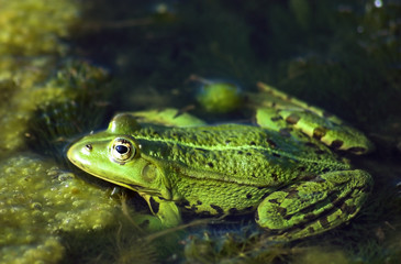 Frog