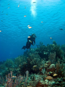 Scuba Diver looking upward in Cayman Brac