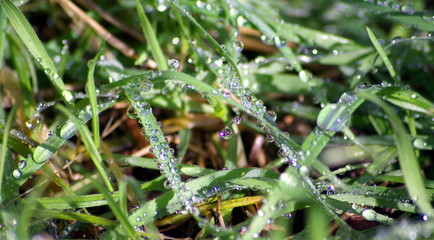 Water Drops On Grass