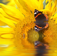 Butterfly and sunflower