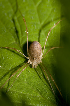 araign&eacute;e 