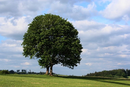 Eiche