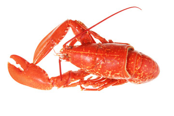 Lobster on white