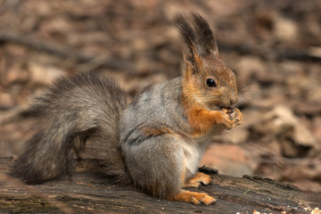 Squirrel on log