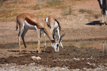 Springbok drinking