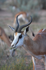 Springbok grazing
