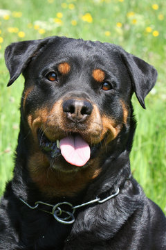 portrait rottweiler