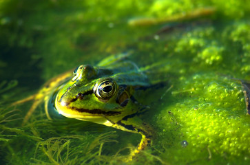 Frog