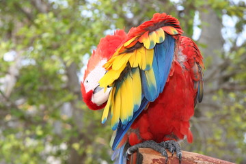 COLORFUL MACAW