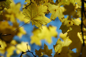 Naklejka na ściany i meble Autumnal leaves