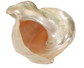 Conch shell mother of pearl-3
