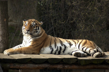 Resting Tiger