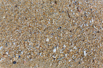Sea shells texture