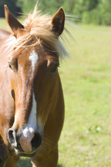 Obraz premium Horse Portrait