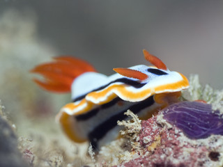 Nudibranch underwater.