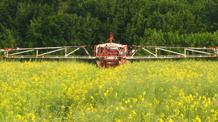 Protection des plantes: le Colza