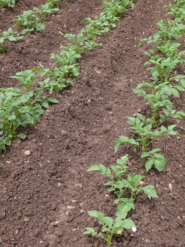 potatoes young plant4