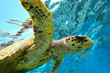 Crédence en verre imprimé Tortue tortue de mer