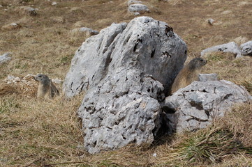Fototapeta premium Marmotte du Vercors