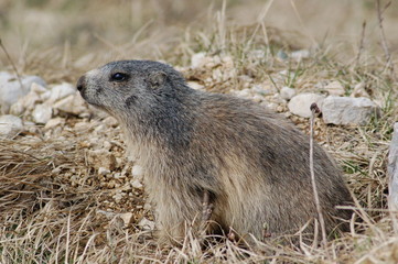 Marmotte du Vercors