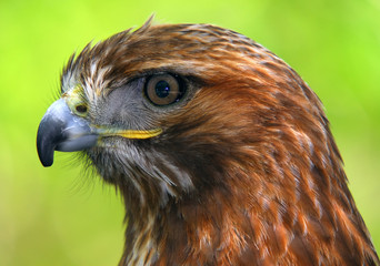 Red-tailed hawk