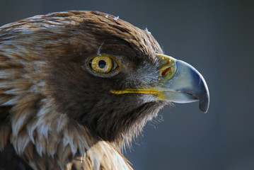 Red-tailed hawk