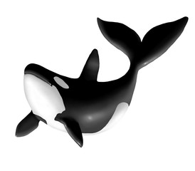 orca che  salta © Piumadaquila.it