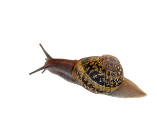 Isolated Snail