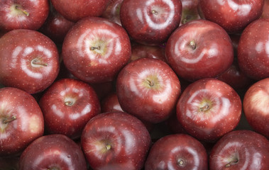Deep Red Fresh Picked Organic Apples