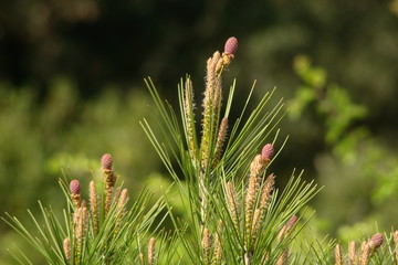 Cones de pin d'Alep,Aude