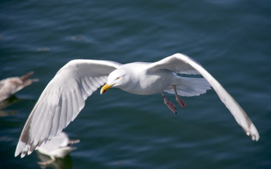 albatros