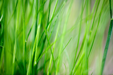 Fototapeta na wymiar Grass Background