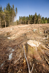Clearcut Block © Tyler Olson