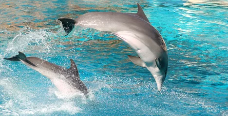 Photo sur Aluminium Dauphins Spectacle de dauphins