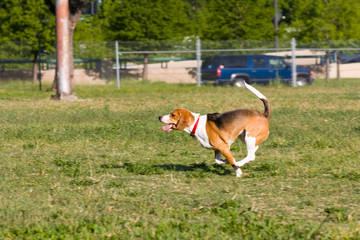 Classic Beagle Running