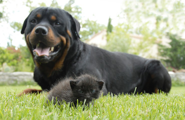 chaton et rottweiler