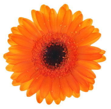 orange gerbera flower macro