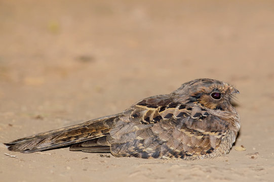 Nightjar