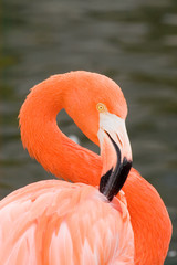 Grater Flamingo (Phoenicopterus ruber)