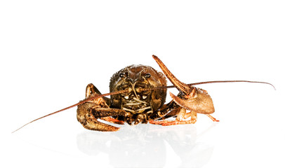 crayfish on white 