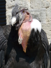 Rapaces15